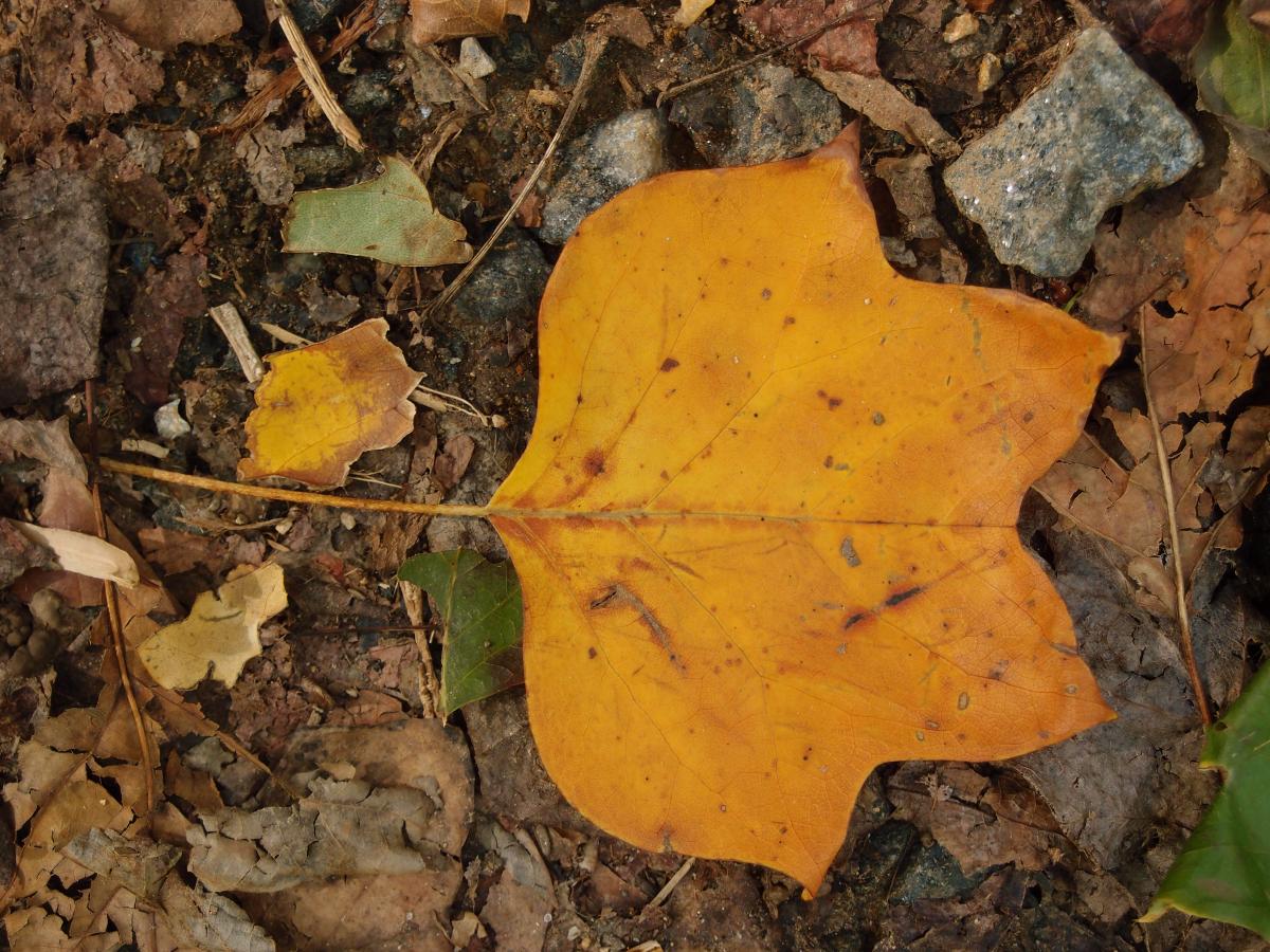 160- Tulip Tree Leaf